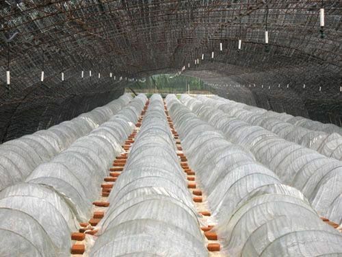 大棚（péng）吊掛微噴