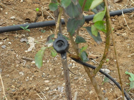 壓力補償式滴頭