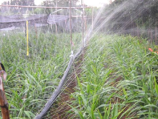 噴灌帶實拍實用(yòng)圖(tú)