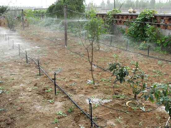 地插微噴實景(jǐng)圖