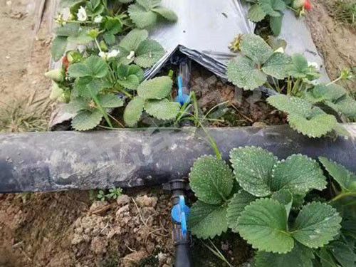 貼片式滴（dī）灌帶